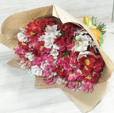 Альстромерии