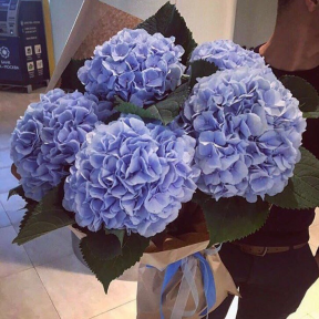 Букет из 5 фиолетовых гортензий