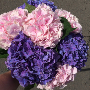 Букет из 7 гортензий