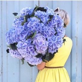 Превью Букет из 15 фиолетовых и синих гортензий