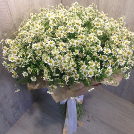 Превью Букет из 51 веточки ромашек Камилла