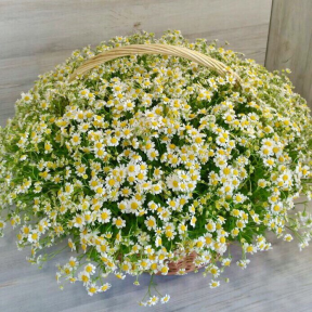 Корзина из 51 ромашки камилла