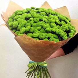 Превью Букет из 15 зеленых кустовых хризантем