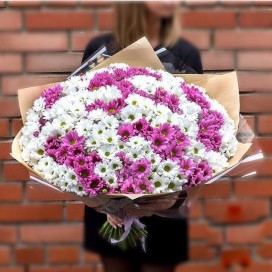 Превью Букет из 35 розово-белых кустовых хризантем