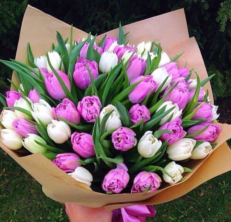 Букет из 49 белых и фиолетовых тюльпанов